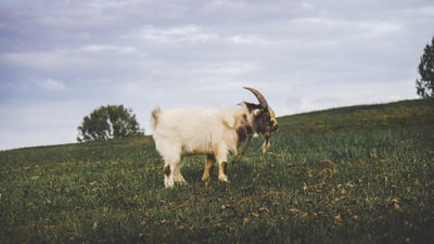白色的山羊在绿色的草地
